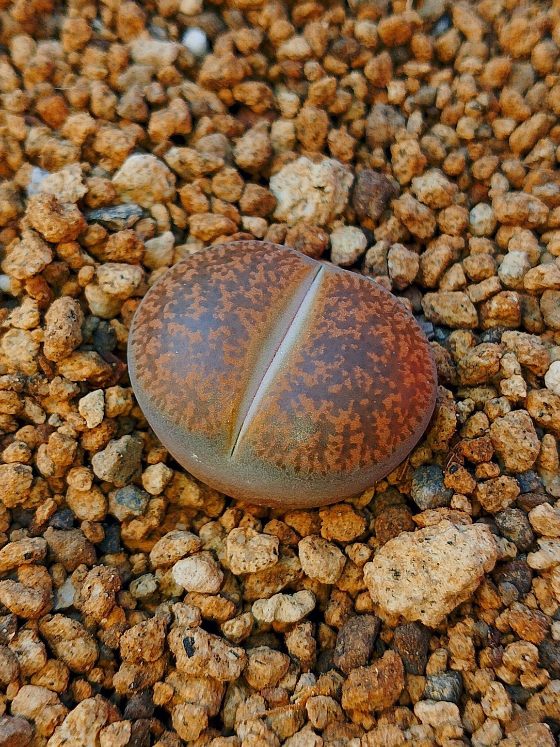C096 	Lithops lesliei ssp. lesliei v. lesliei (Warrenton Form)