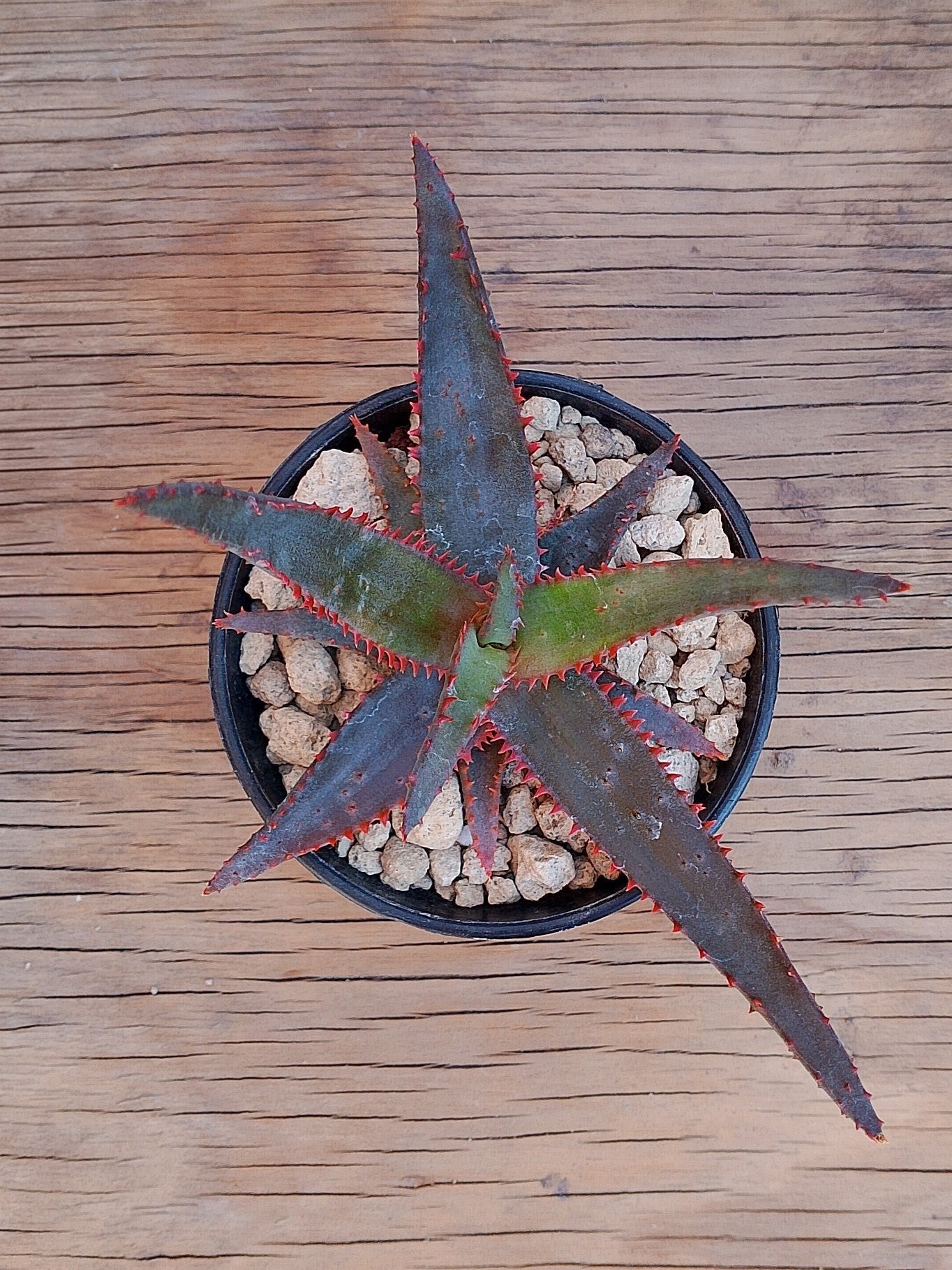 Aloe R. Garay 2