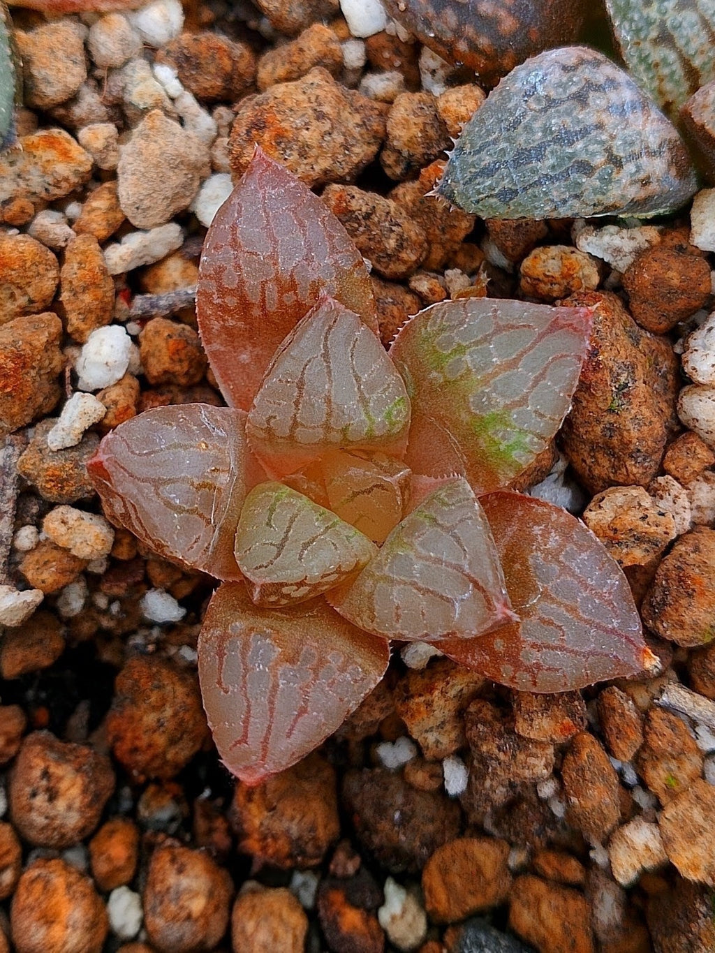 Haworthia RG P | maceta 2"