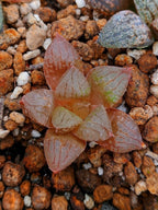 Haworthia RG P | maceta 2"