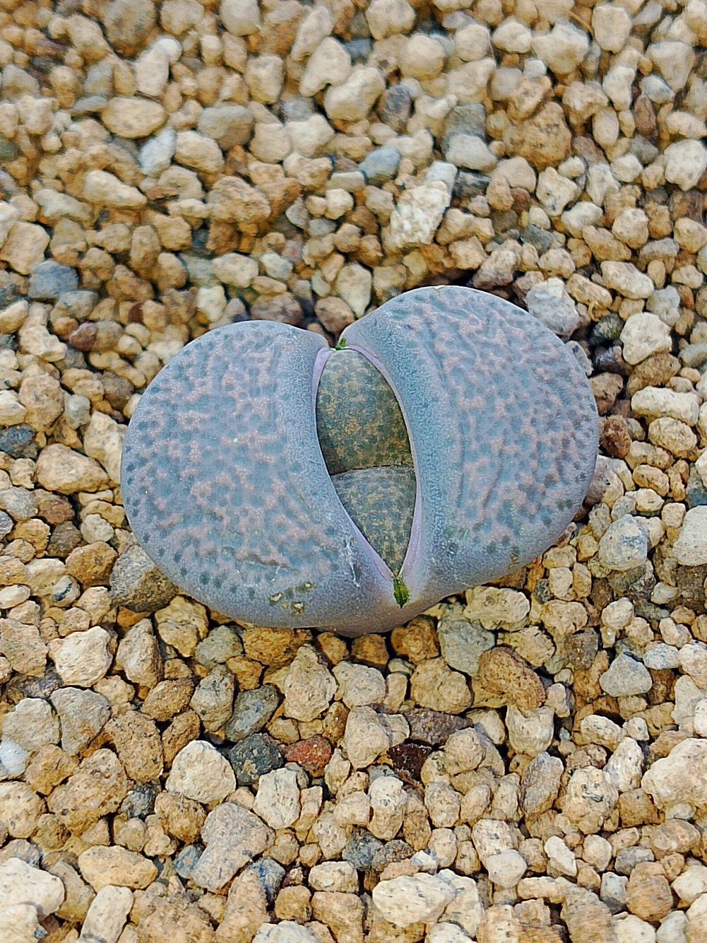 C131 Lithops terricolor (syn. peersii)
