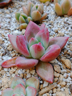 Pachyphytum Yangmy