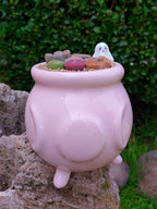 Paquete lithops Mix - Caldero fantasma