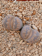 Lithops Otzeniana | 2 cabezas