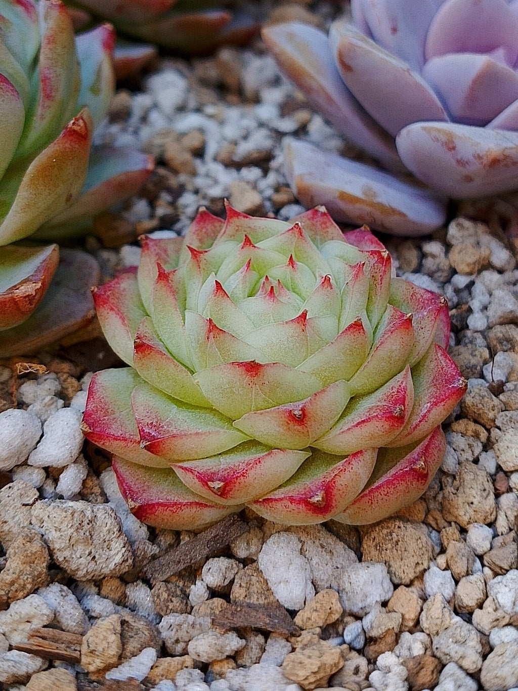 Pink Jewerly