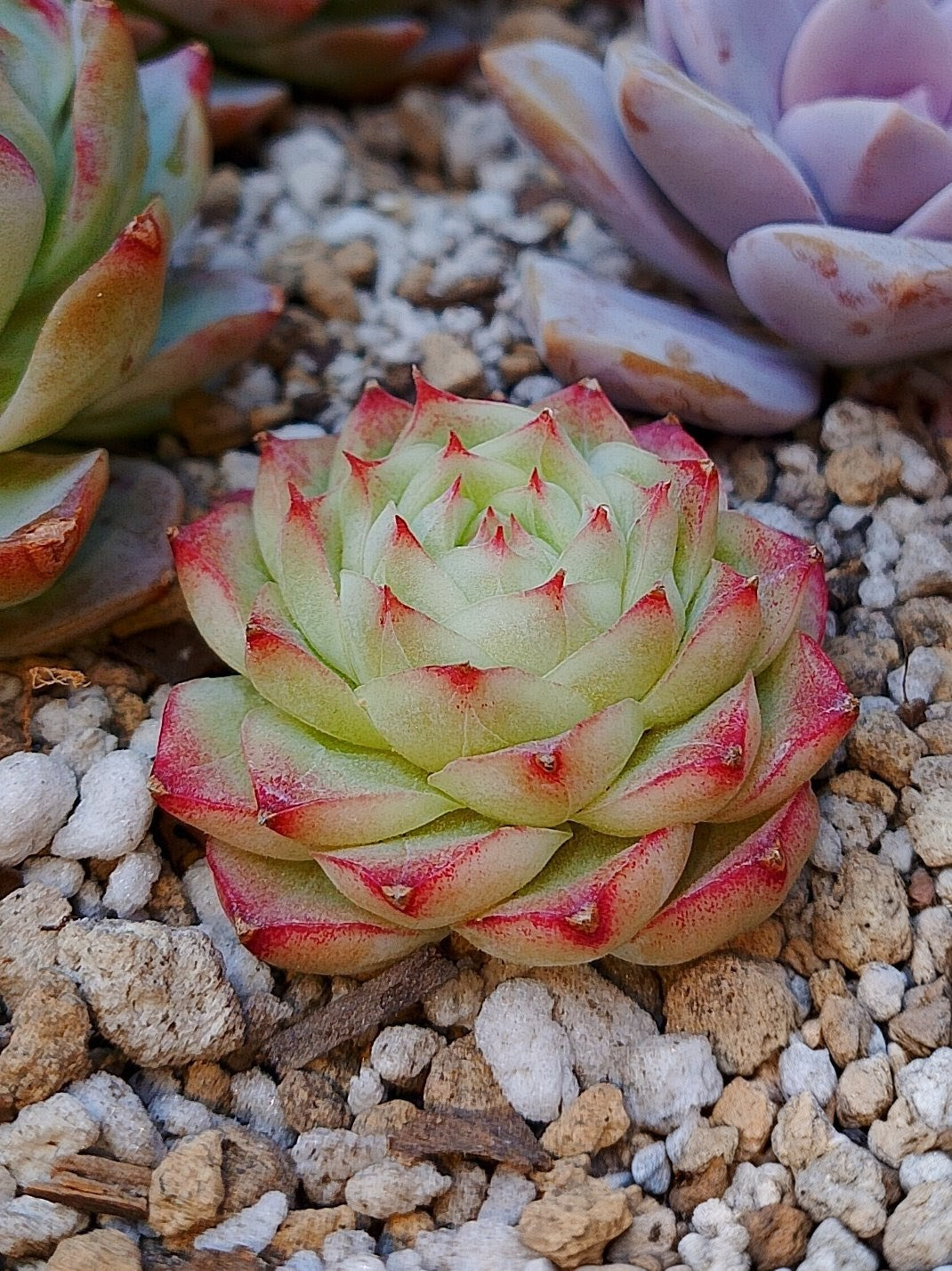 Pink Jewerly