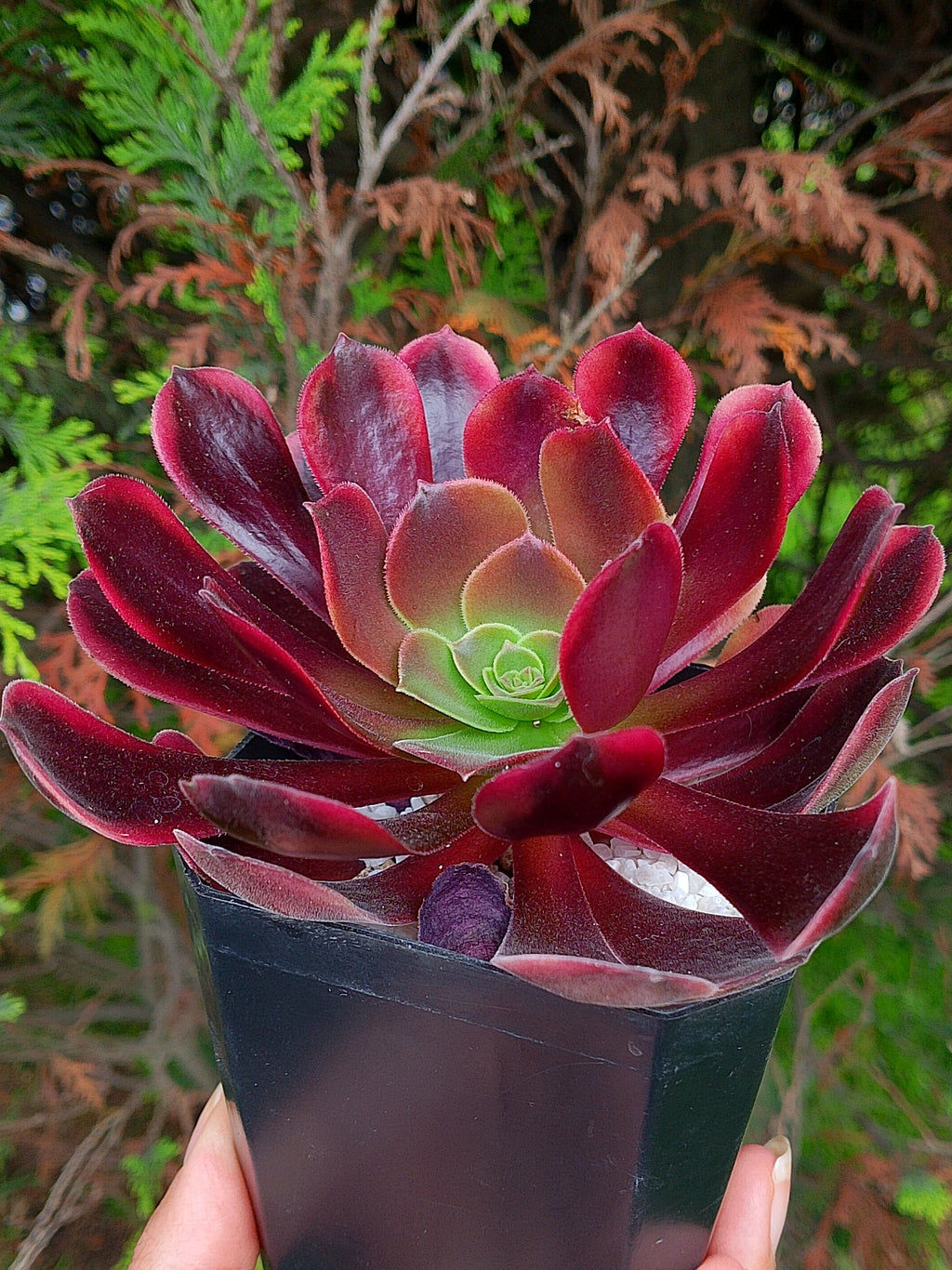 Aeonium Superbang | maceta 4