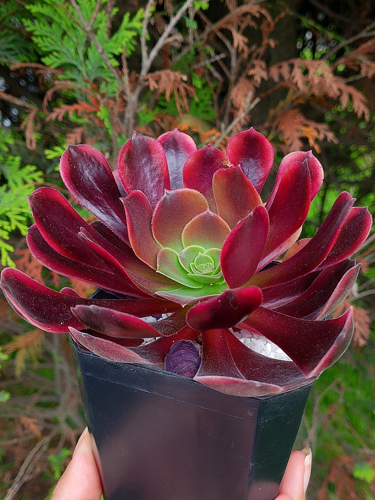 Aeonium Superbang | maceta 4