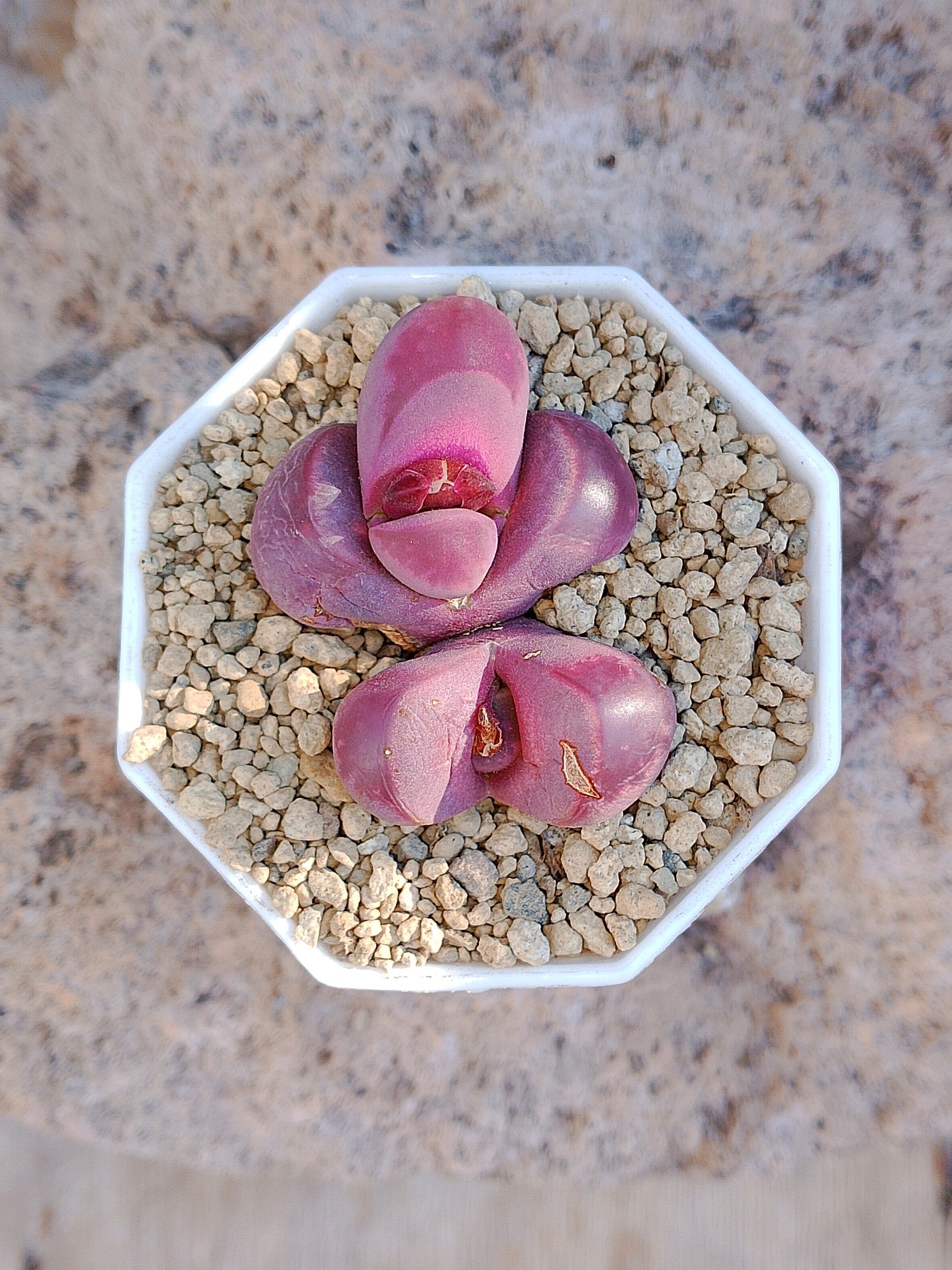 Lithops Optica Rubra 3