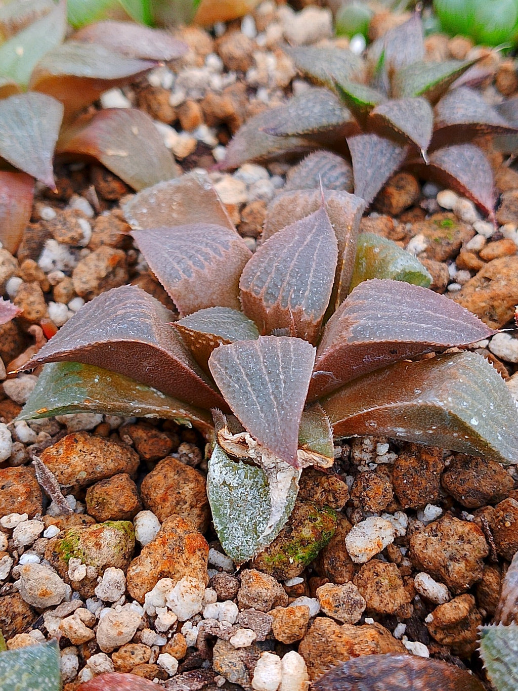 Haworthia RG K | maceta 3"