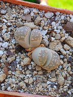 Lithops Geyeri  | 2 cabezas