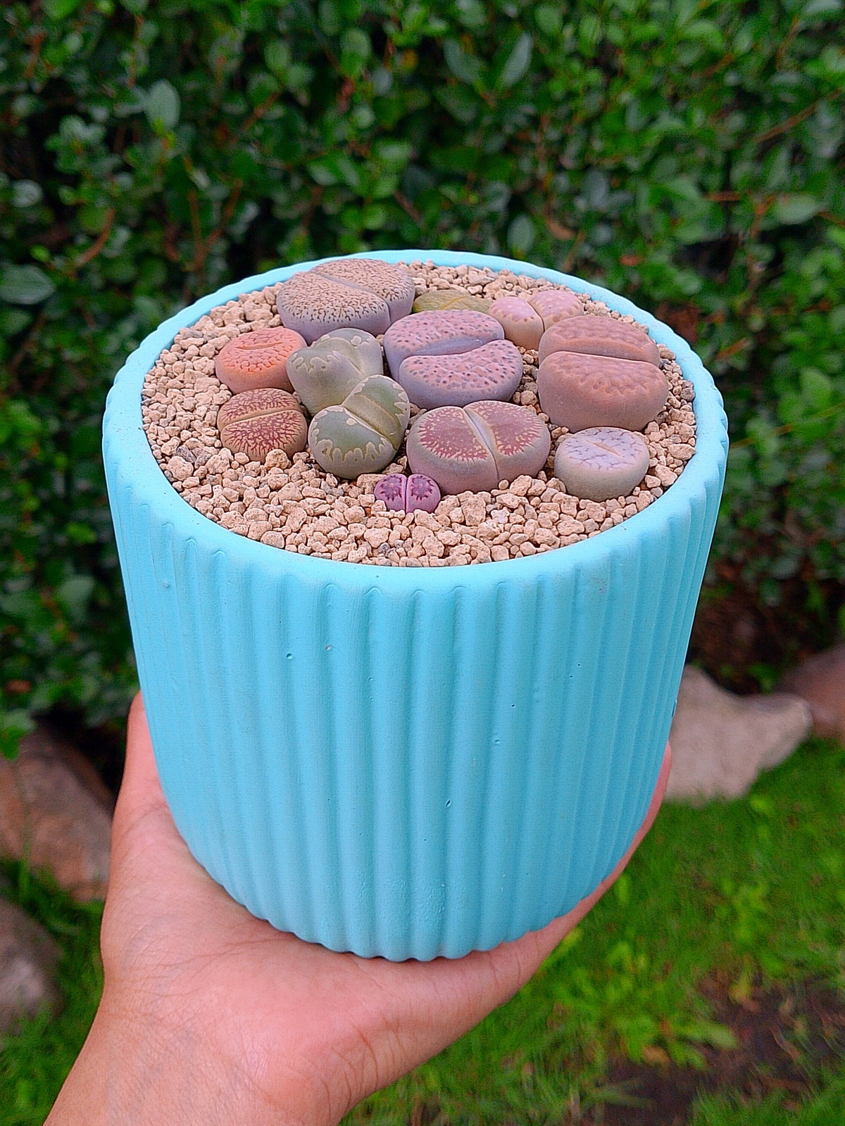 Paquete lithops Mix - circular A