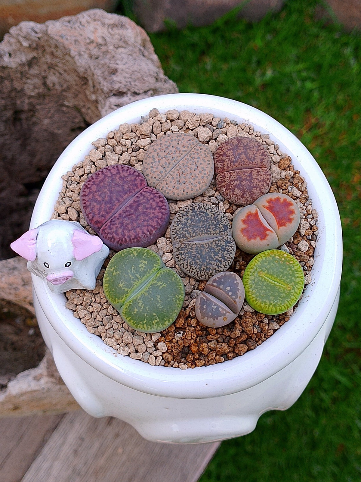 Paquete lithops Mix - Caldero Puerquifantasma
