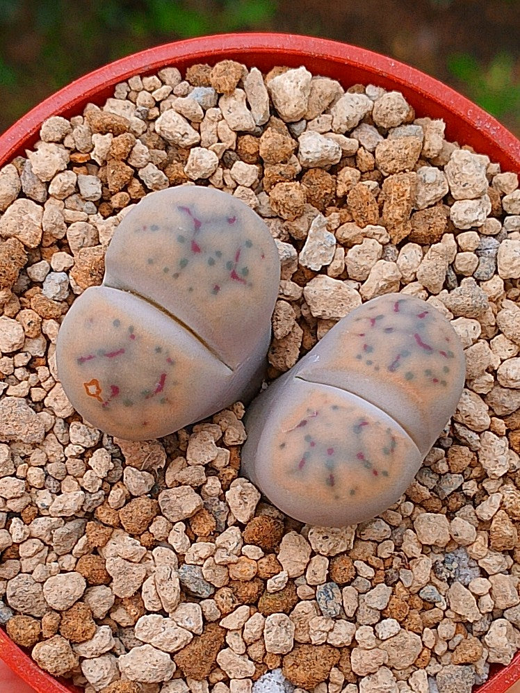 Lithops Schwantesii | 2 cabezas