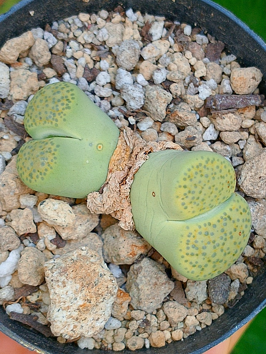 C363 Lithops Fulviceps var aurea - 2 cabezas