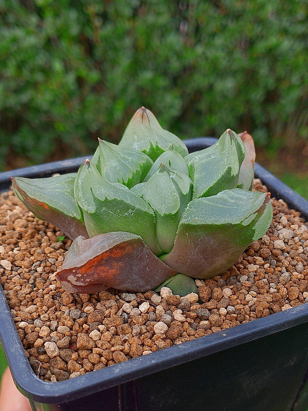Haworthia Ice City | maceta 3.5"