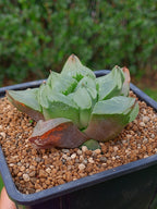 Haworthia Ice City | maceta 3.5"