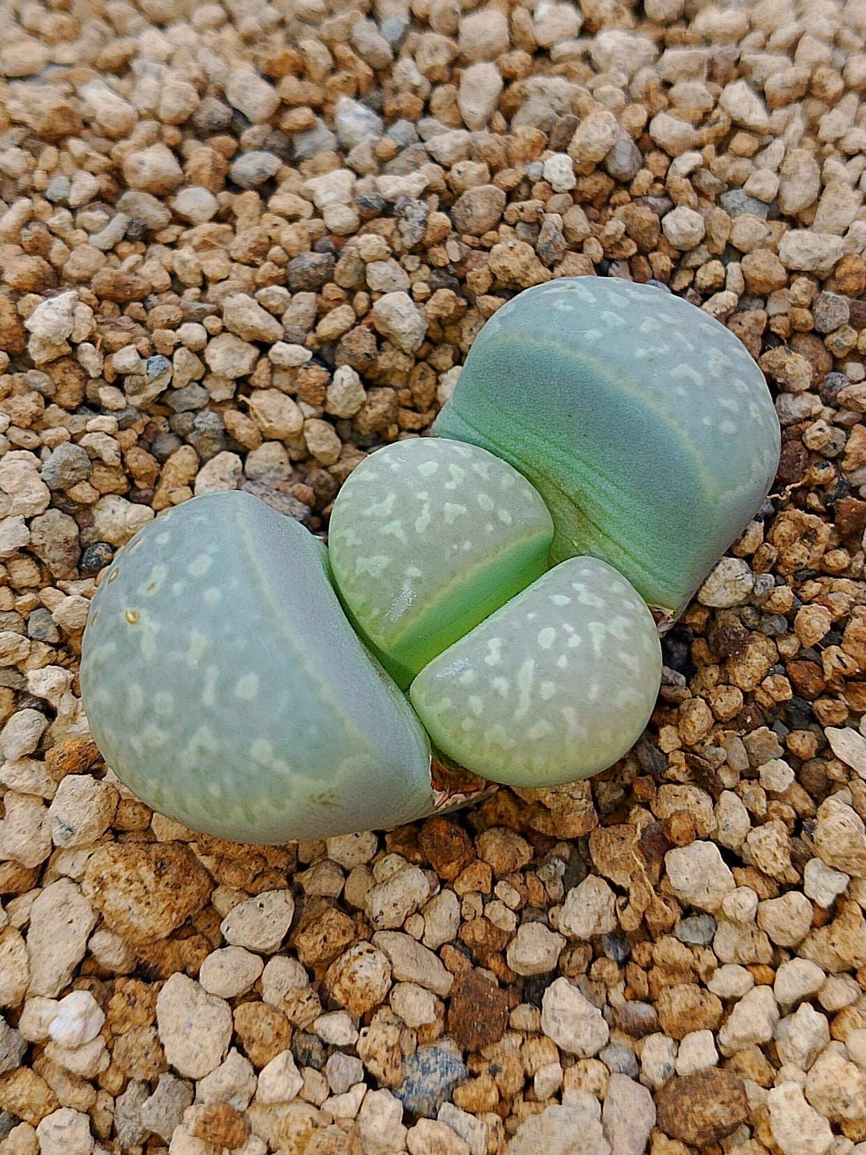 C304 	Lithops naureeniae