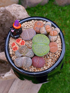 Paquete lithops Mix - Caldero Salem
