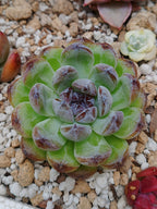 Echeveria Gemstone B