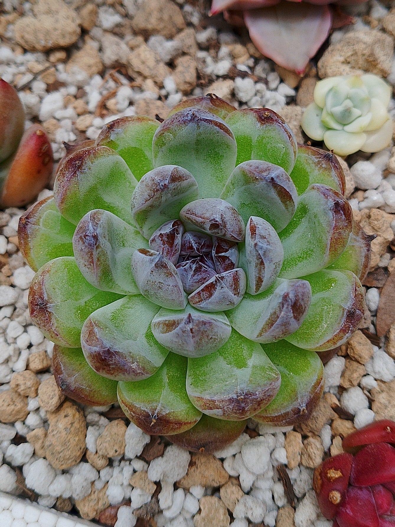 Echeveria Gemstone B