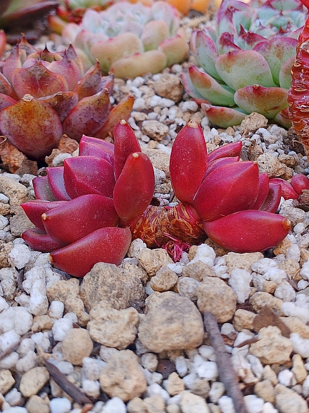Echeveria Tivoli | maceta 3"