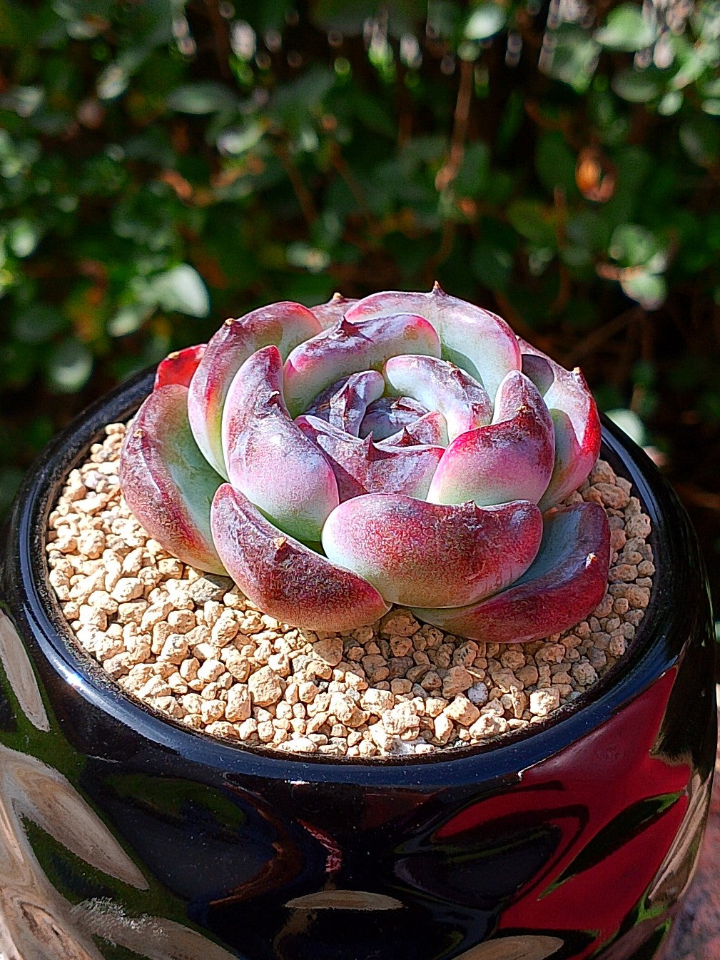 Echeveria Dark opal