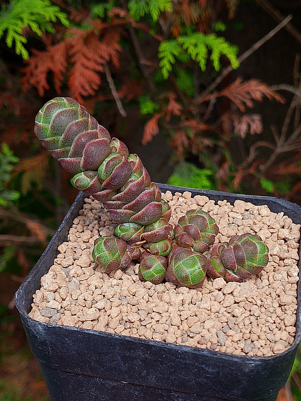 Crassula Barklyi | maceta 3.5"
