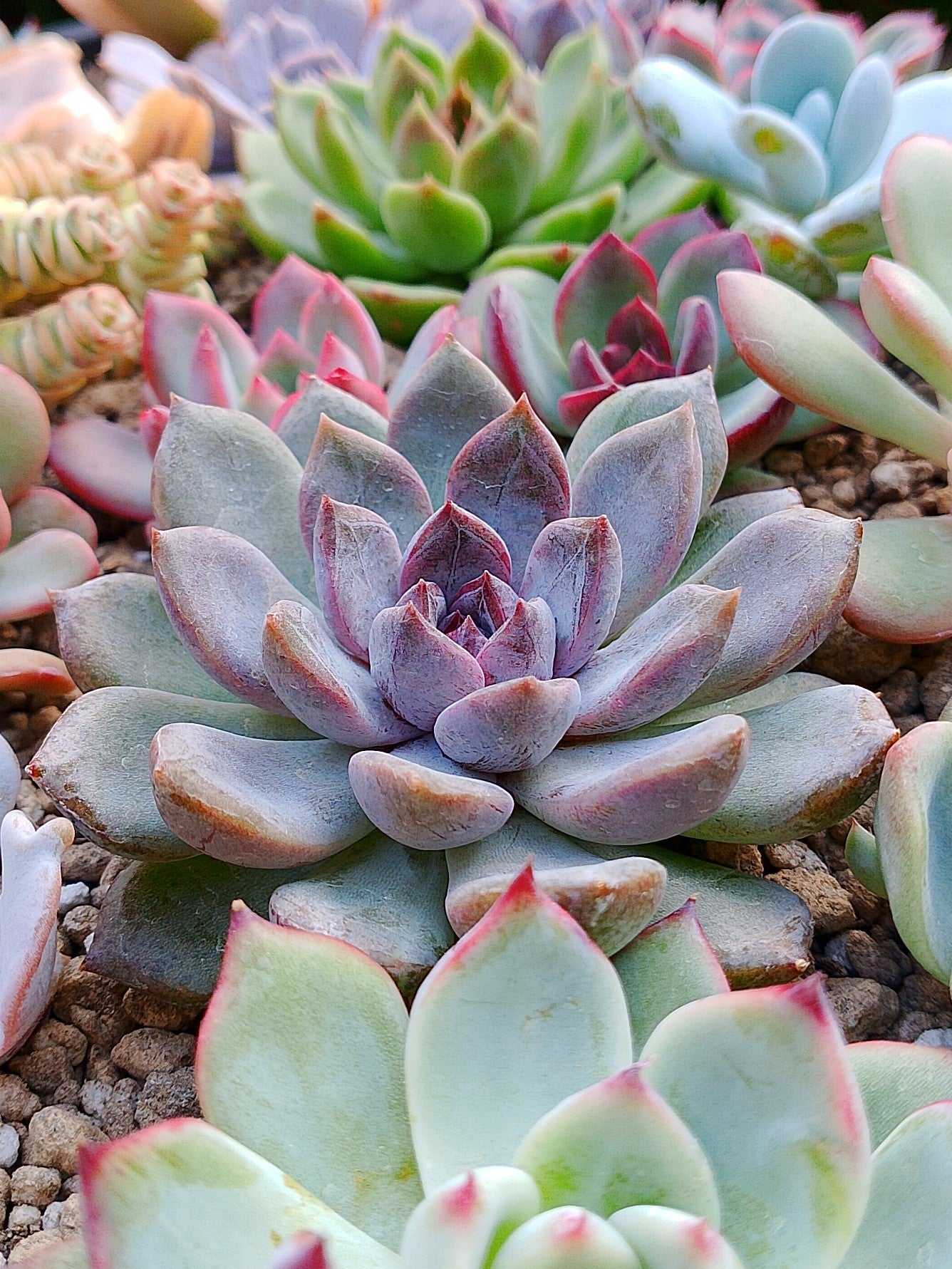Echeveria White soul| Maceta 3"