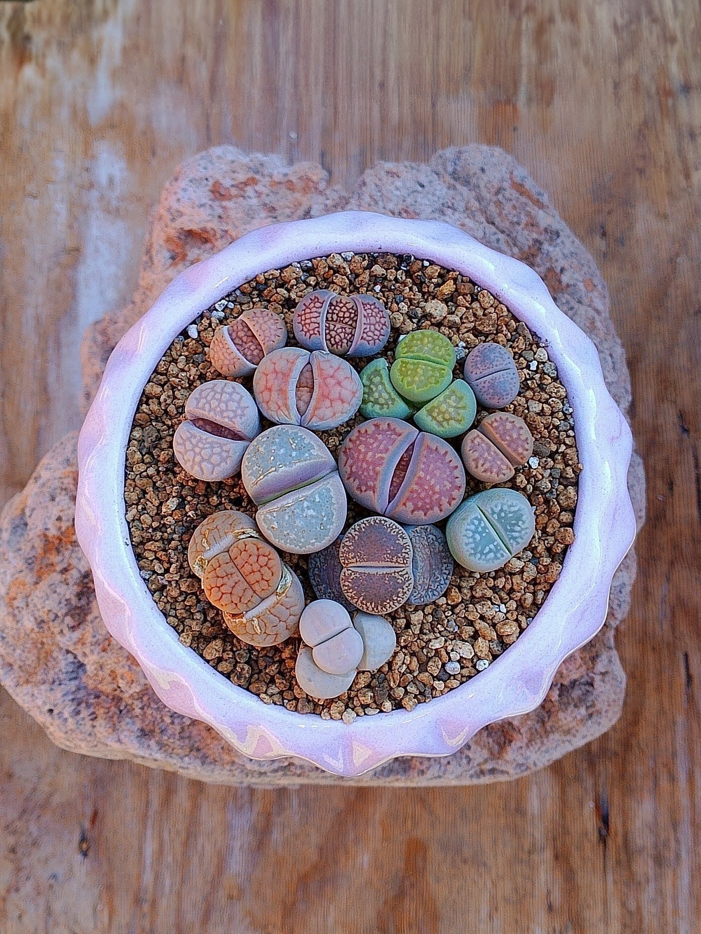 Paquete lithops Mix - circular A