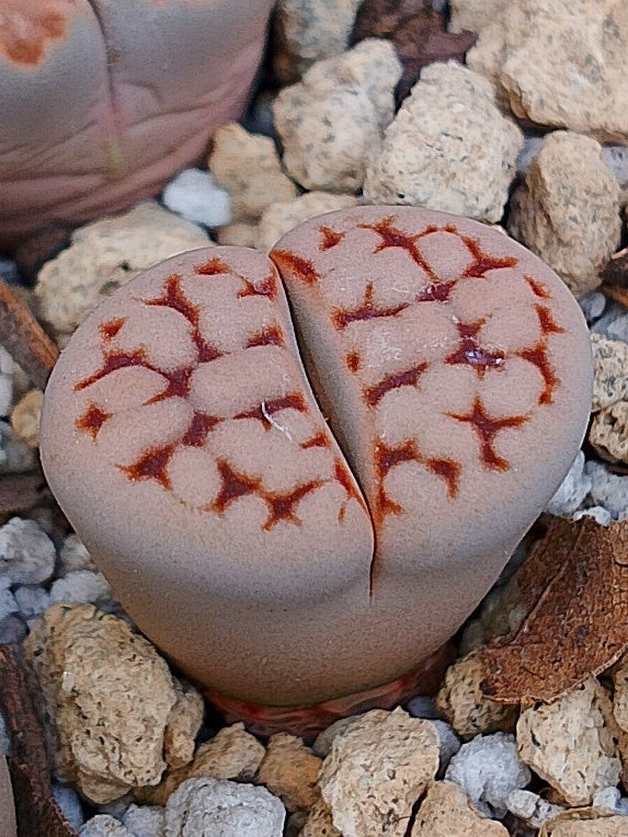 C065 	Lithops karasmontana ssp. karasmontana v. karasmontana (Signalberg Form)