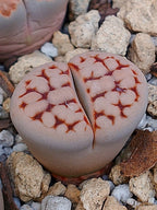 C065 	Lithops karasmontana ssp. karasmontana v. karasmontana (Signalberg Form)