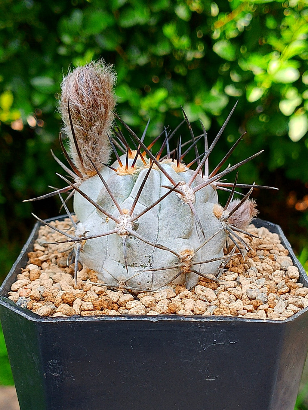 Acanthocalycium glaucum