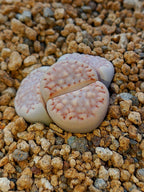 C161 	Lithops julii ssp. fulleri v. fulleri