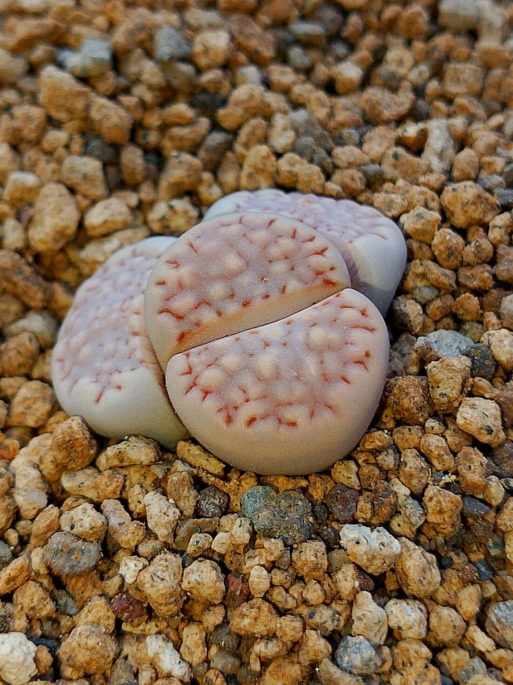 C161 	Lithops julii ssp. fulleri v. fulleri