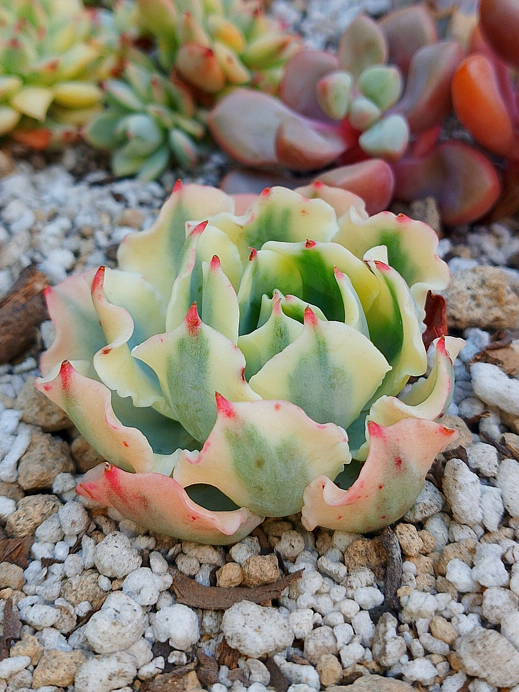 Echeveria Snow flying variegada