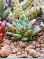 Echeveria Blood Swallow | maceta 2.5"