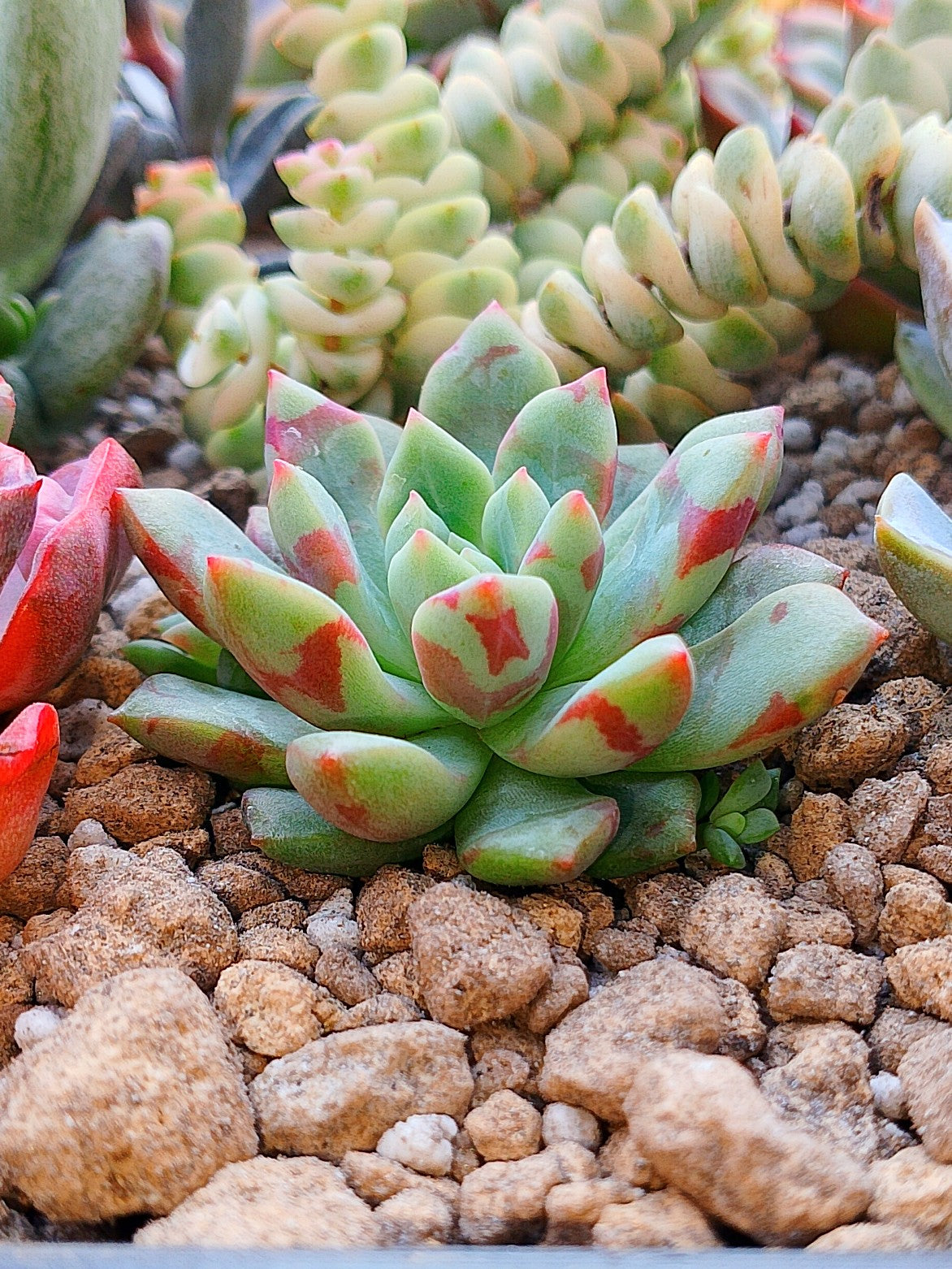 Echeveria Blood Swallow | maceta 2.5"