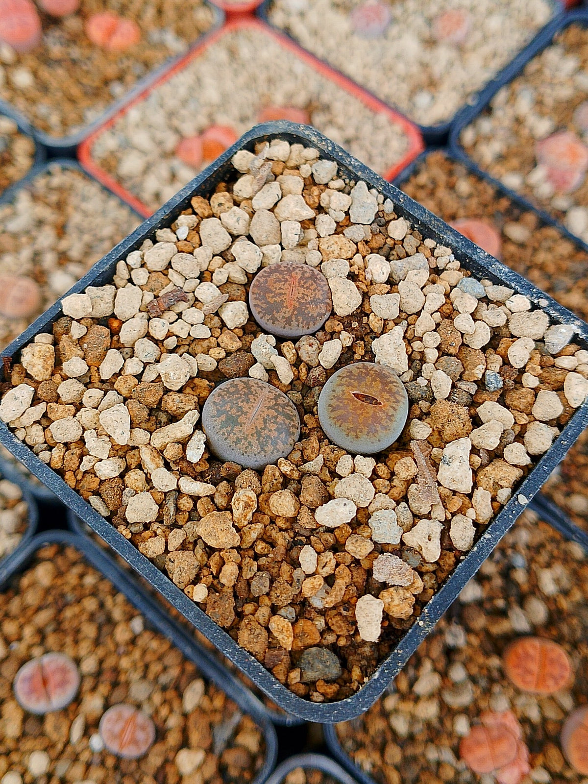 Paquete lithops Mix Y | 1 año de edad