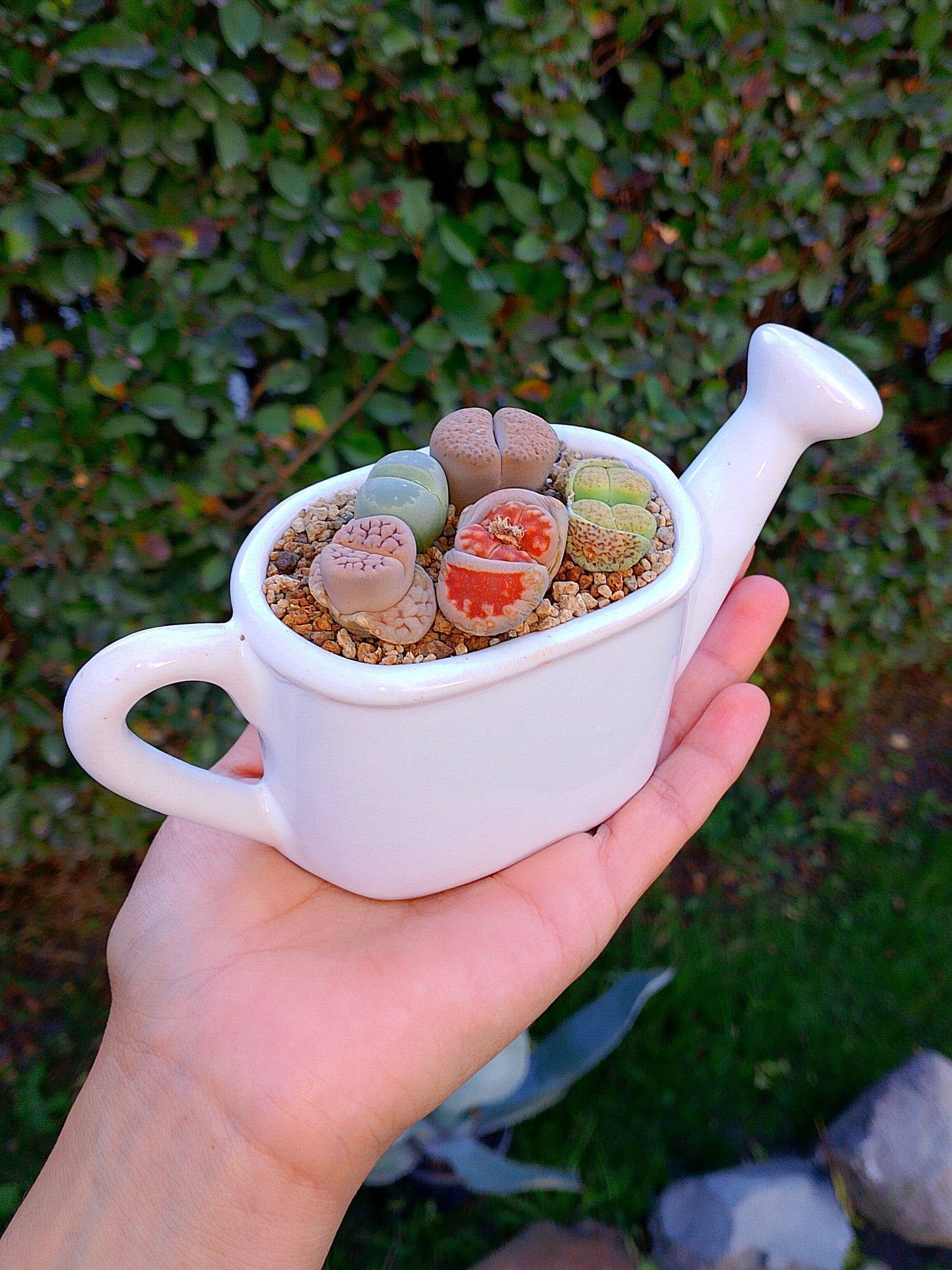 Paquete lithops Mix - regadera mini A