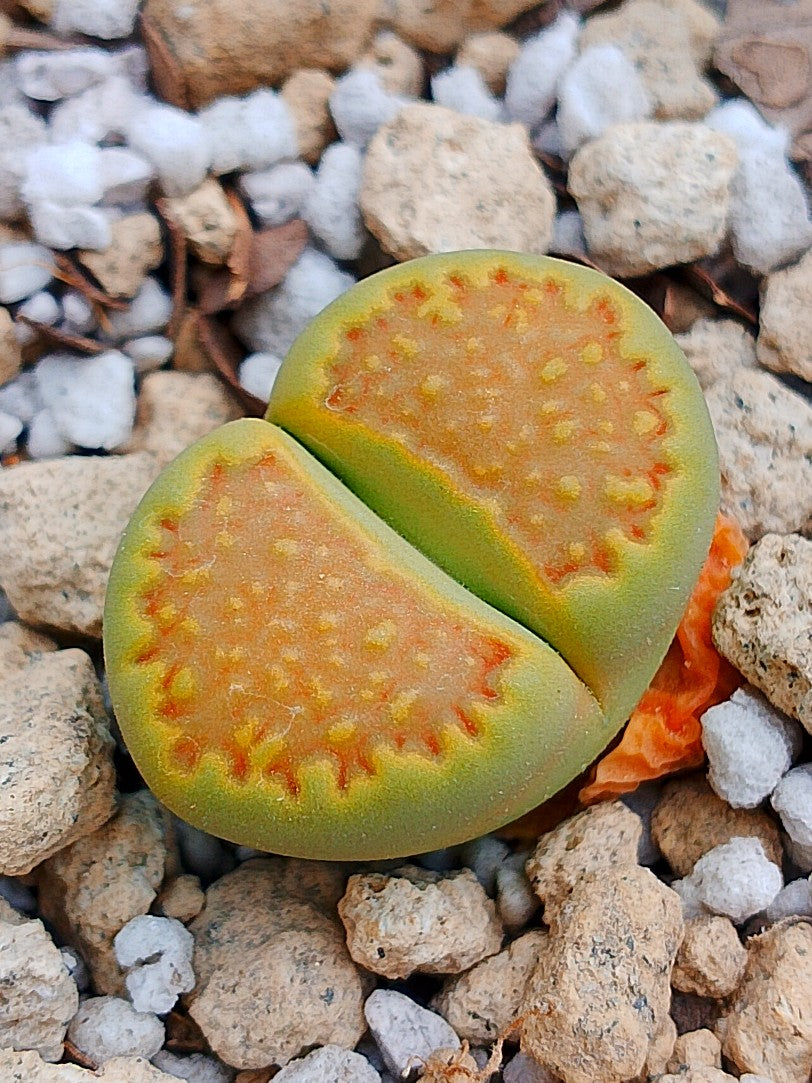C111A Lithops hallii v. ochracea 'Green Soapstone' B
