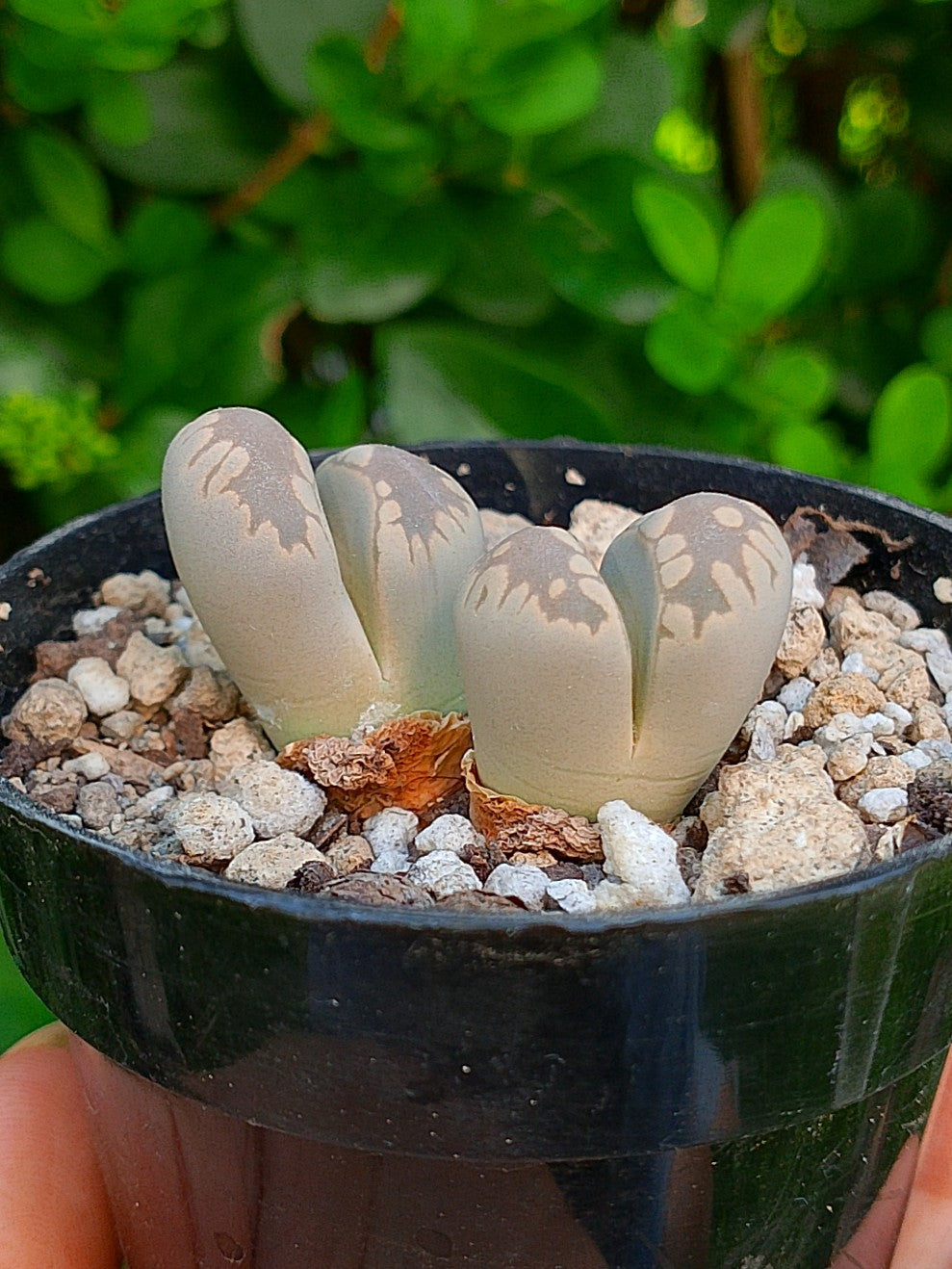 Lithops Otzeniana | 2 cabezas