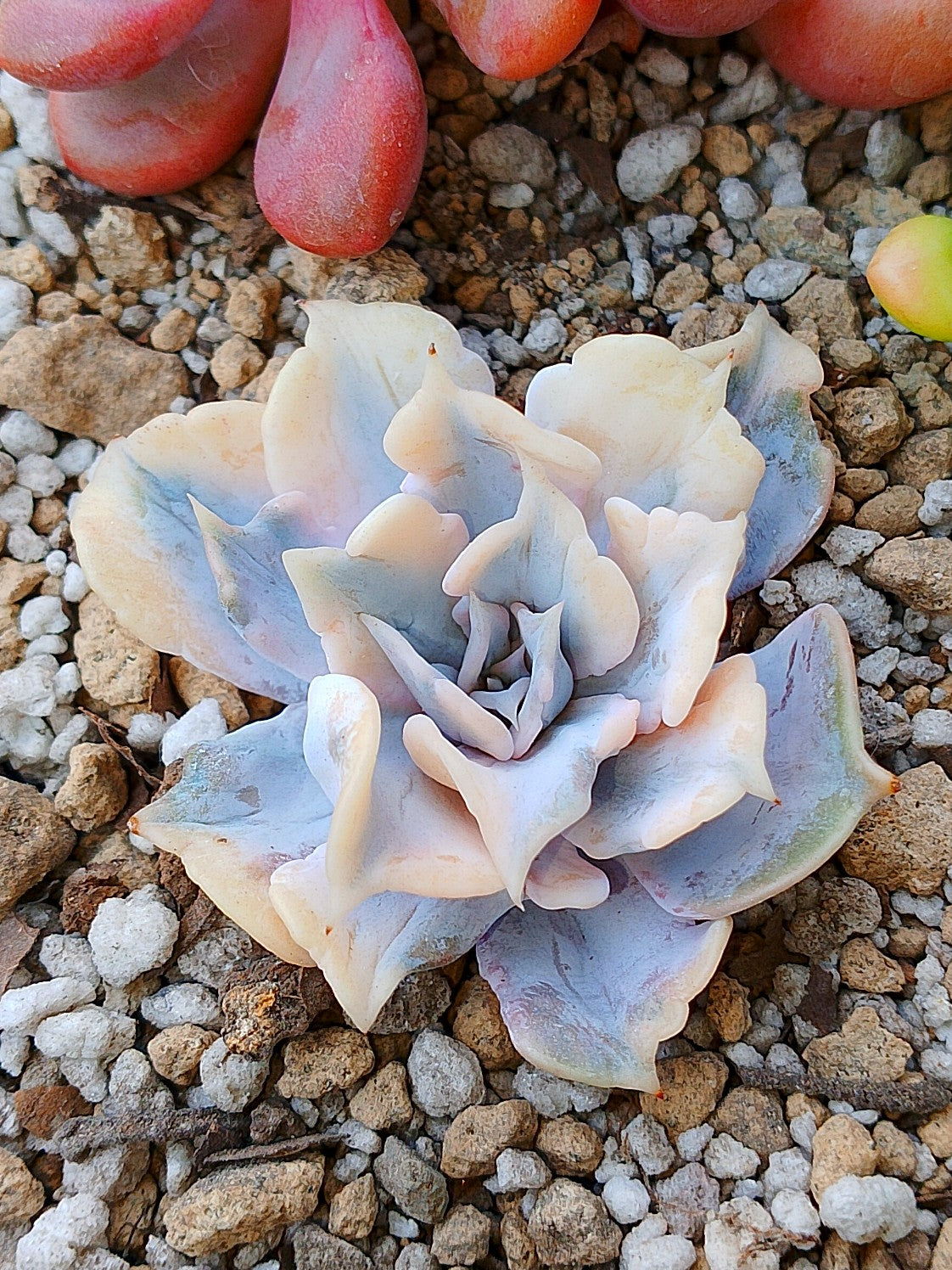 Echeveria Lilacina variegada