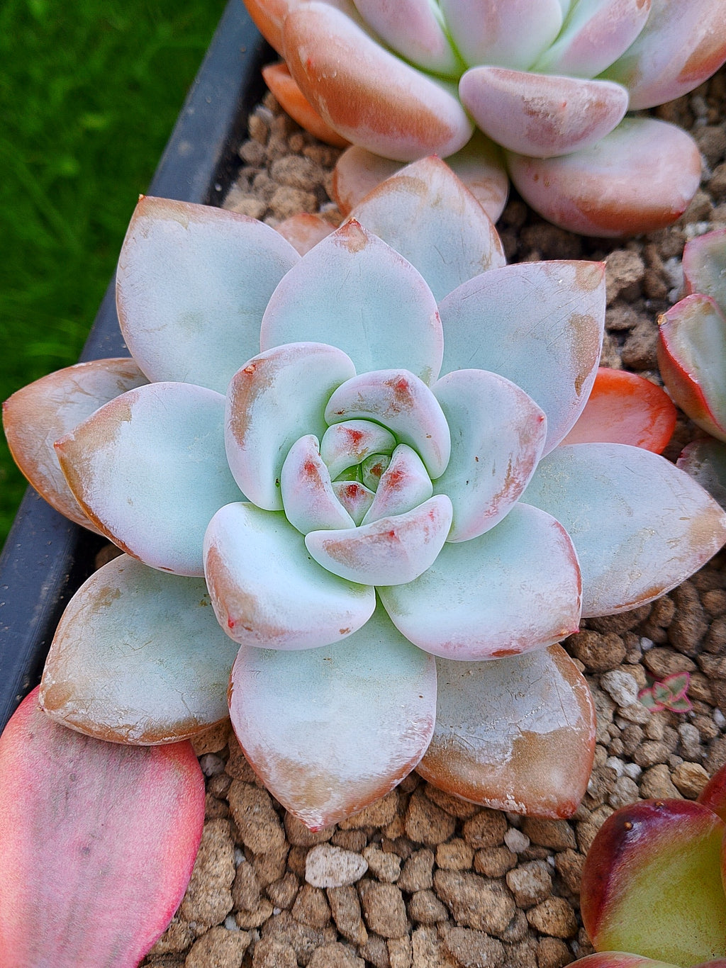 Echeveria Miss Jin | maceta 4"