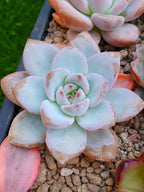 Echeveria Miss Jin | maceta 4"