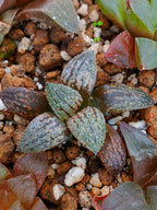 Haworthia RG N | maceta 2"
