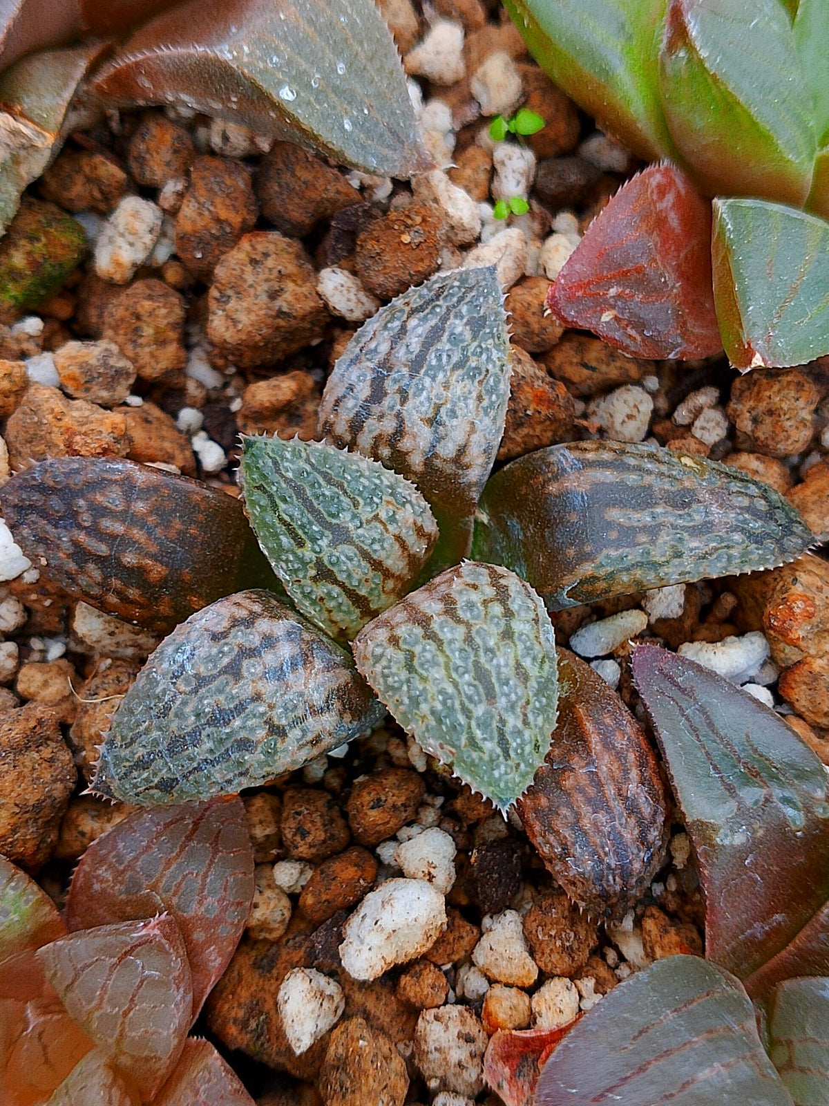 Haworthia RG N | maceta 2"