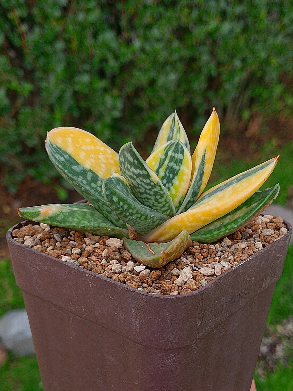 Gasteria Gracilis Variegada | maceta 3.5"