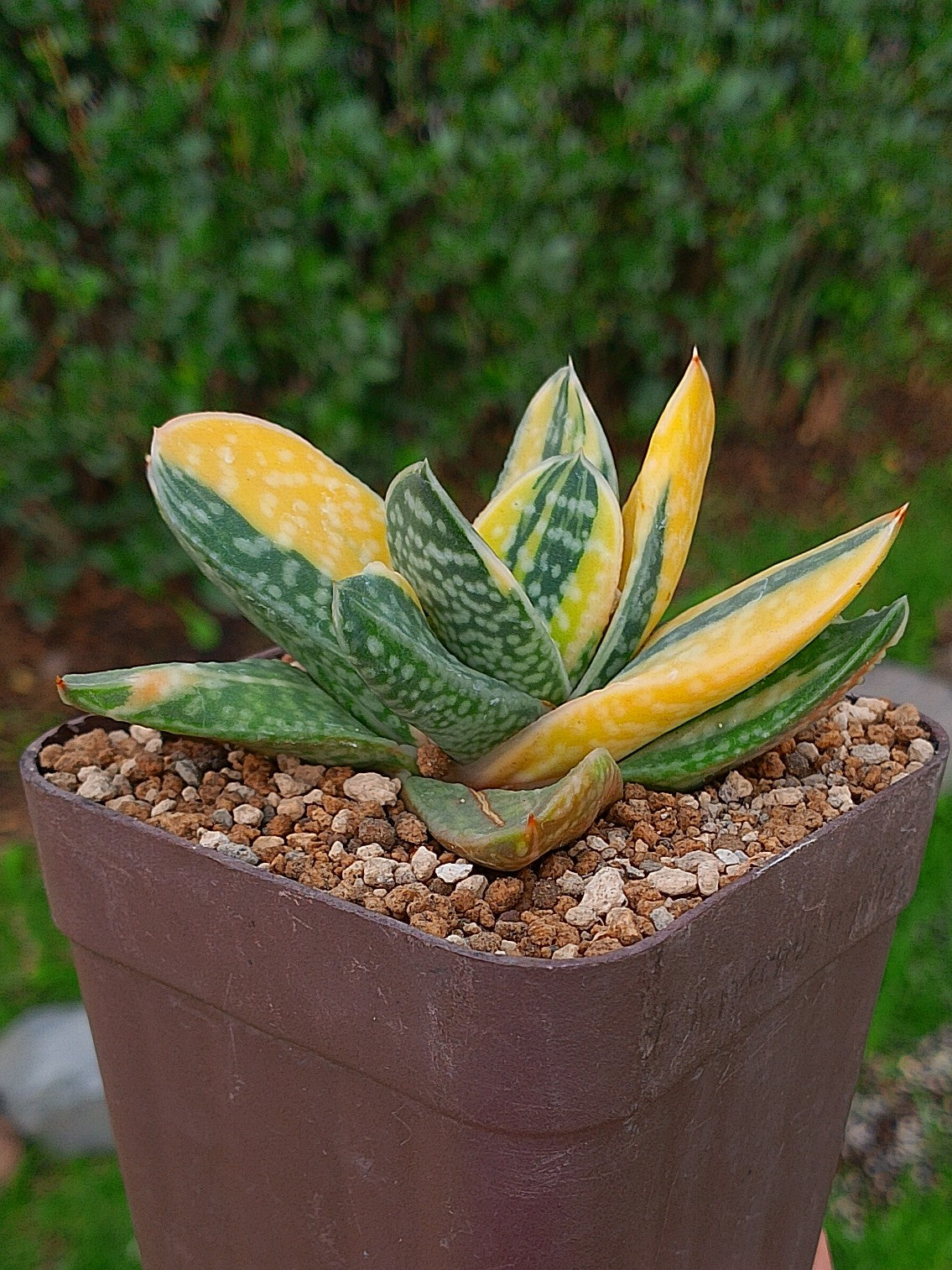 Gasteria Gracilis Variegada | maceta 3.5"