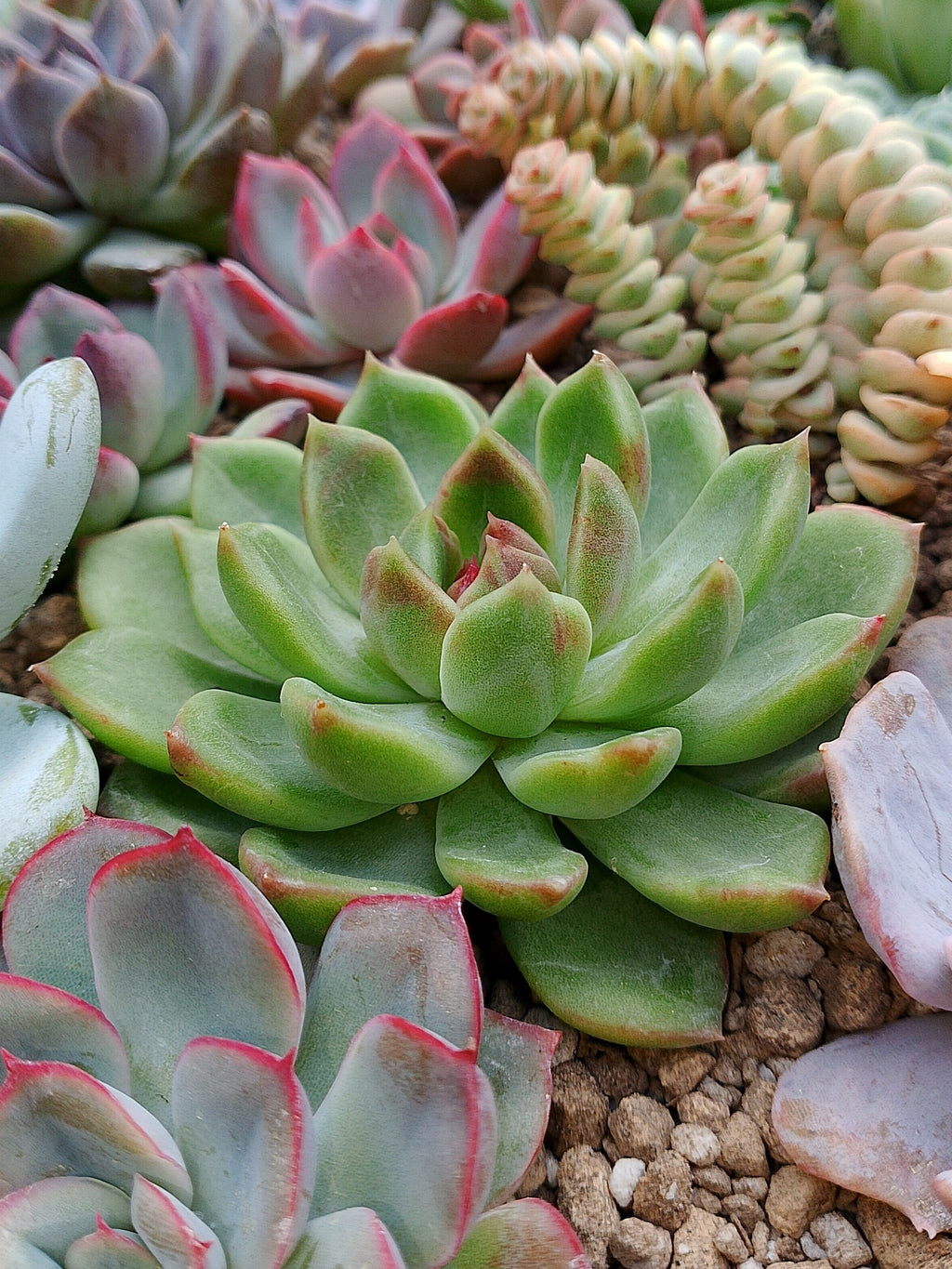 Echeveria Green Cristal | maceta 3"